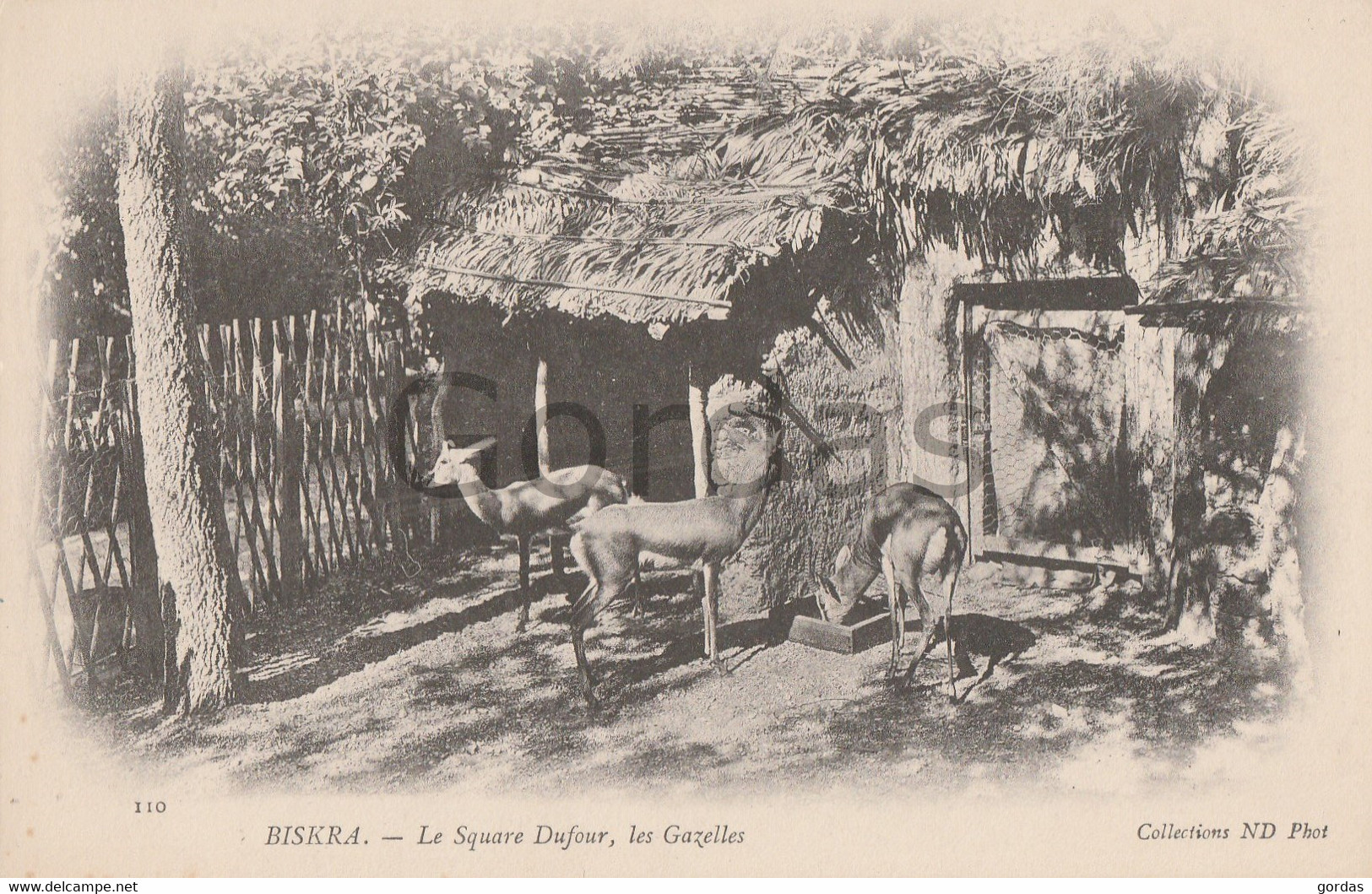 Algeria - Biskra - Le Square Dufour - Les Gazelles - Biskra