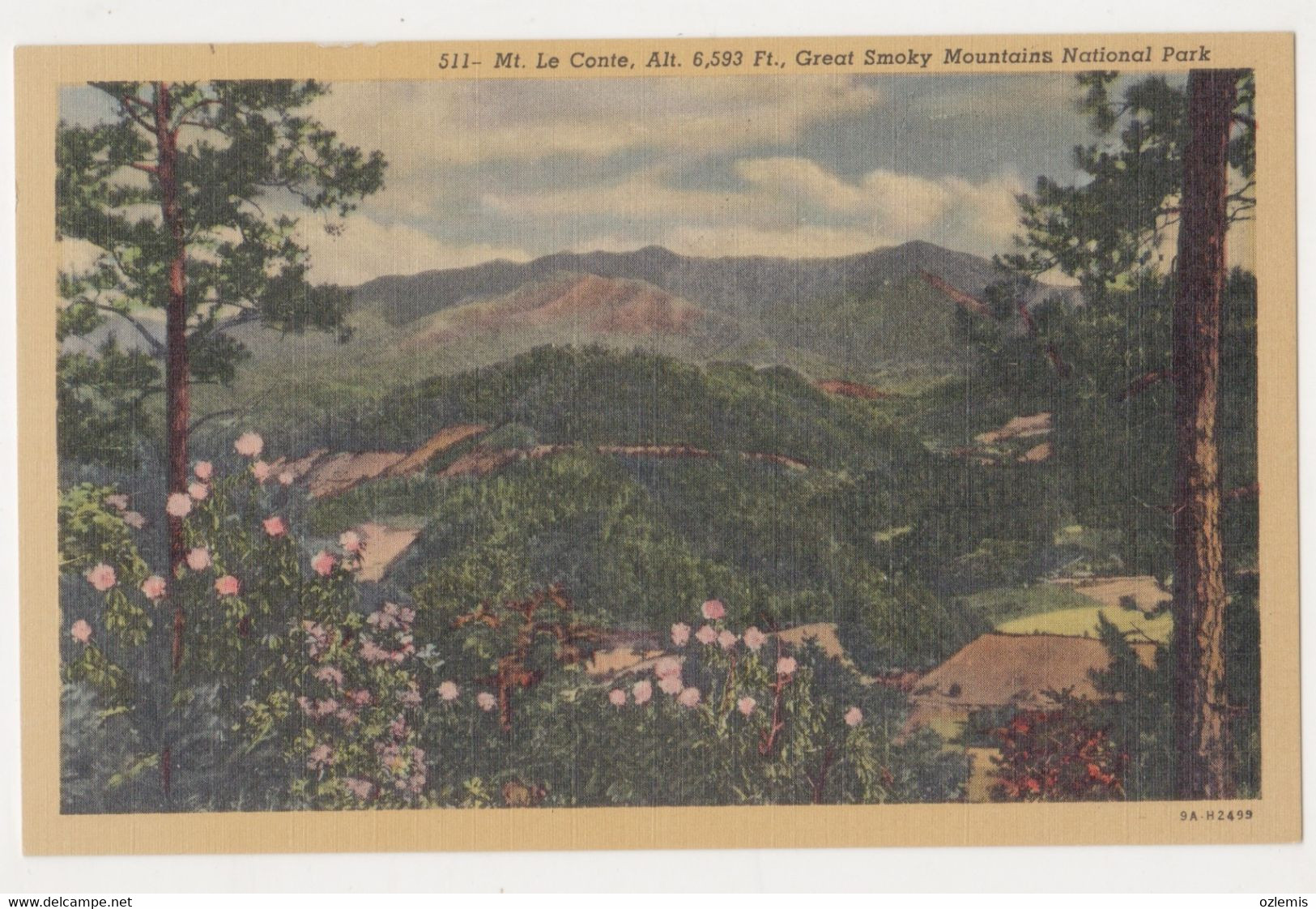 USA,TENNESSEE,MT,LE CONTE,ALT.6,593 FT,GREAT SMOKY MOUNTAINS NATIONAL PARK POSTCARD - Smokey Mountains