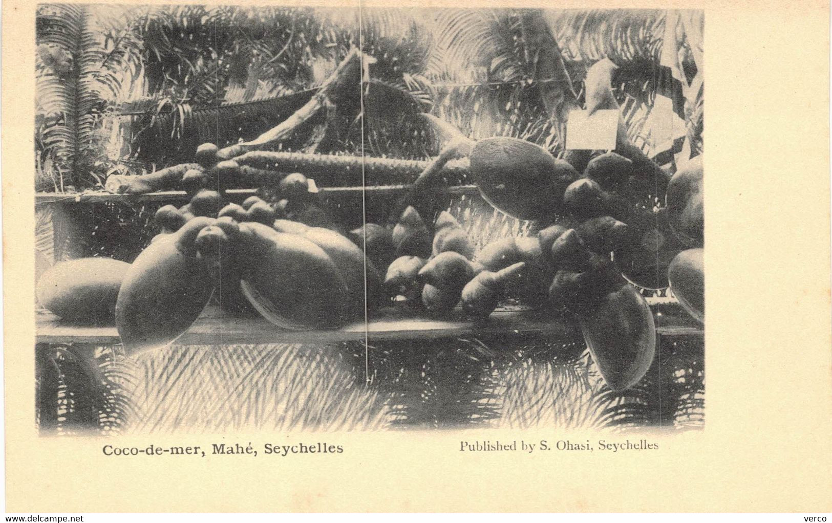Carte POSTALE  Ancienne  De  SEYCHELLES - Coco De Mer MAHE - Seychelles