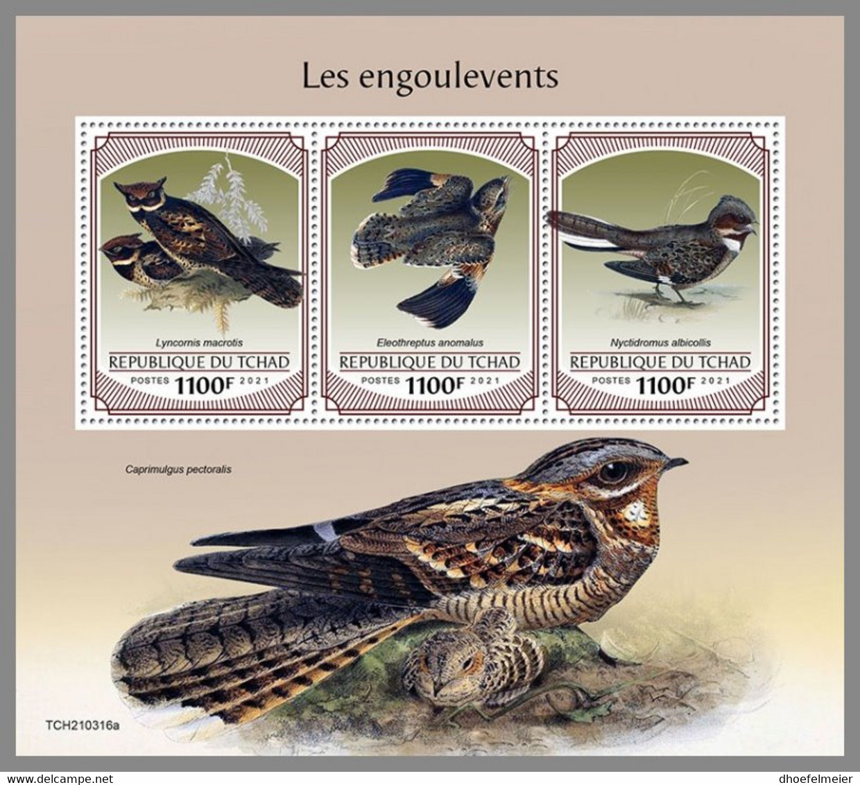 CHAD 2021 MNH Nightjars Nachtschwalben Engoulevents M/S - IMPERFORATED - DHQ2144 - Hirondelles