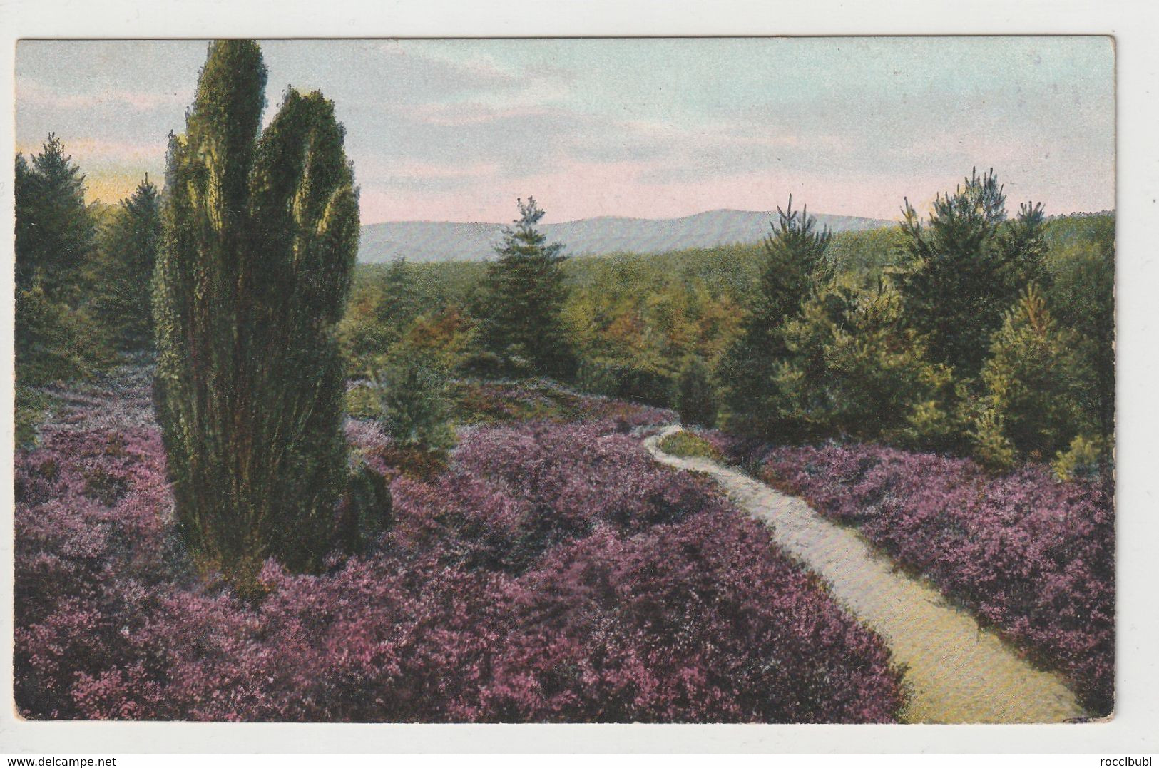 Lüneburger Heide, Weg Im Totengrund In Wilsede - Lüneburger Heide