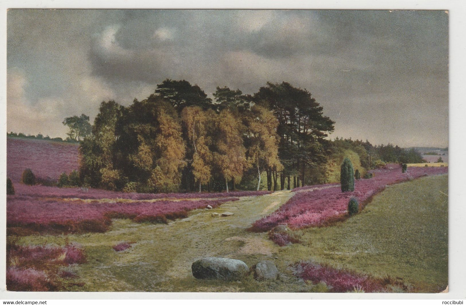 Lüneburger Heide, Am Wilseder Berg - Lüneburger Heide