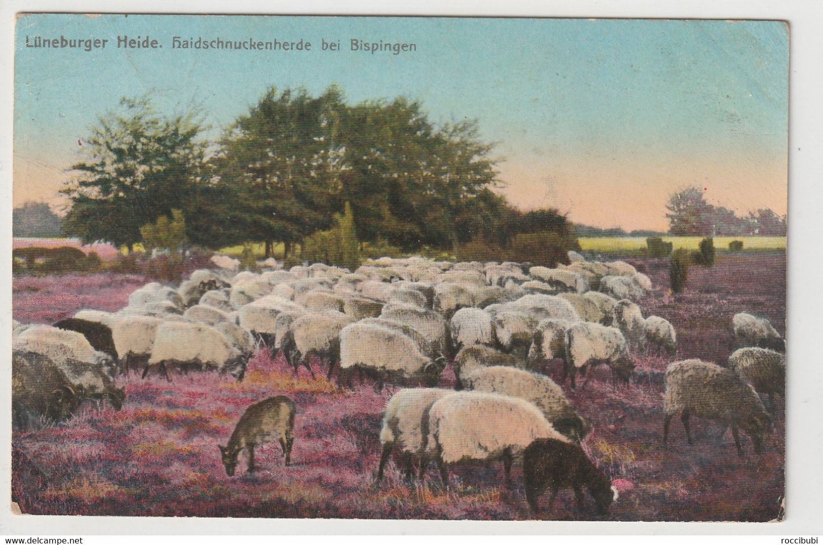 Lüneburger Heide, Haidschnuckenherde Bei Bispingen - Lüneburger Heide