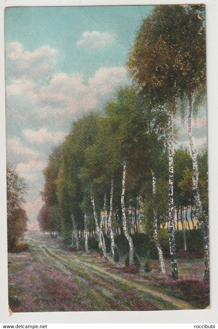 Lüneburger Heide, Birkenweg Bei Fallingbostel - Lüneburger Heide