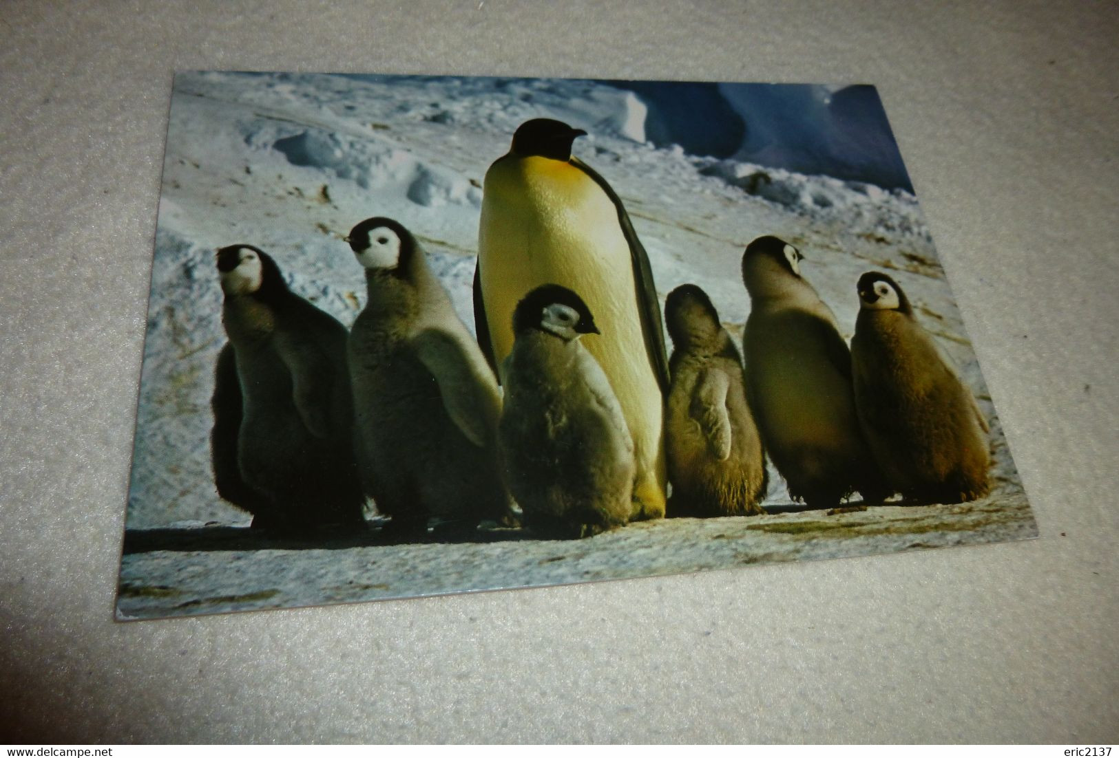 BELLE CARTE..MS POLAR BJORN 1986-1987... ..PHOTO R. GUILLARD MANCHOT EMPEREUR ET OUSSINS - TAAF : Terres Australes Antarctiques Françaises