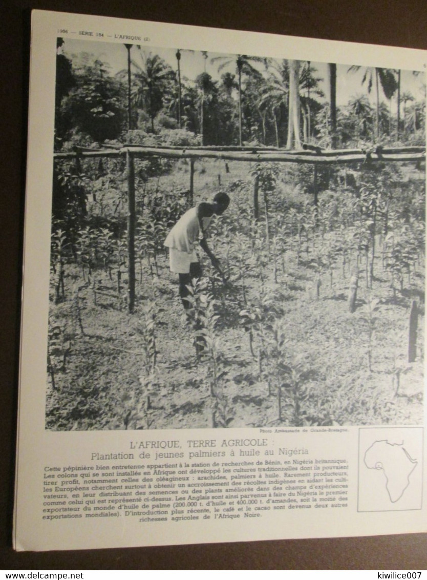 Nigeria PLANTATION DE  PALMIERS Culture Huile De Palme   Nigeria Britanniqu     Documentation Phototograhique  1950 1960 - Nigeria