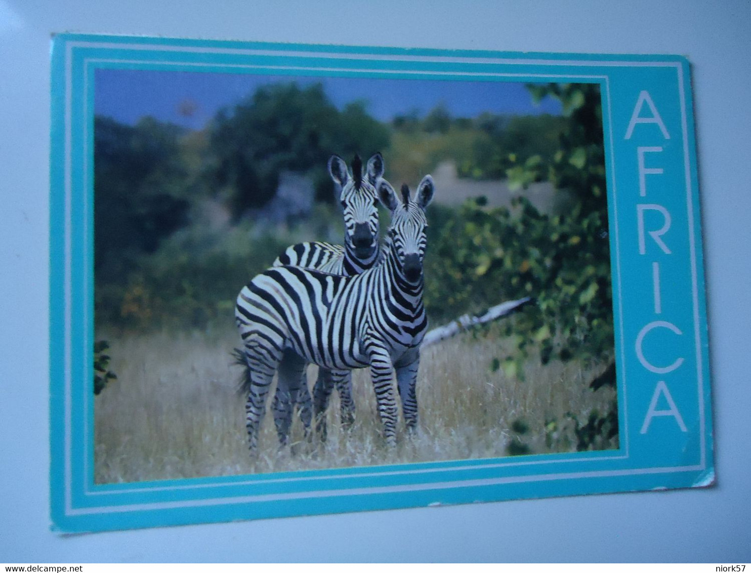 ZAMBIA    POSTCARDS  ZEBRA  BACK SIDE PAIR STAMPS ANIMALS 2 SCAN - Sambia