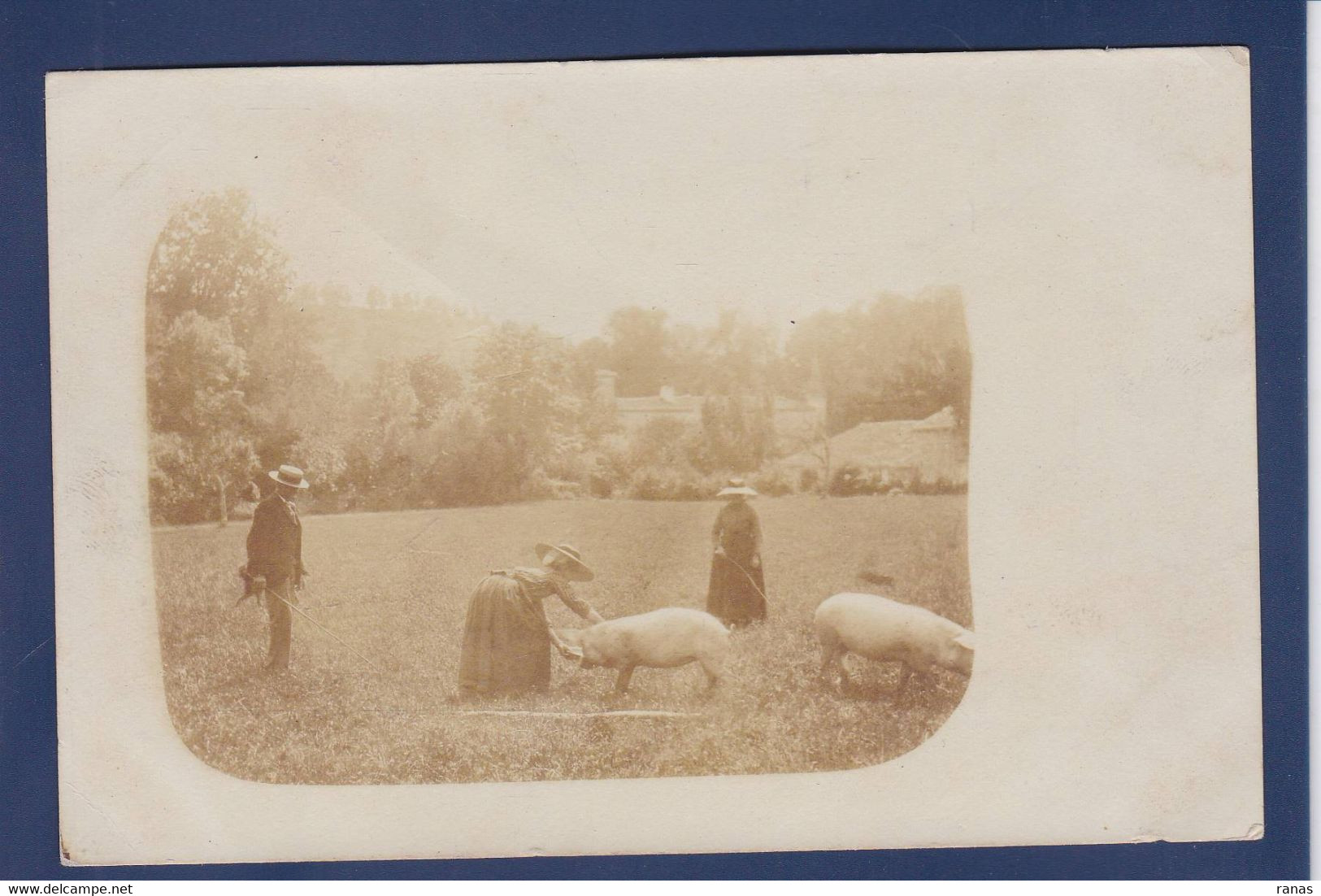 CPA Truffes Cochon Truffier Carte Photo Non Circulé - Schweine