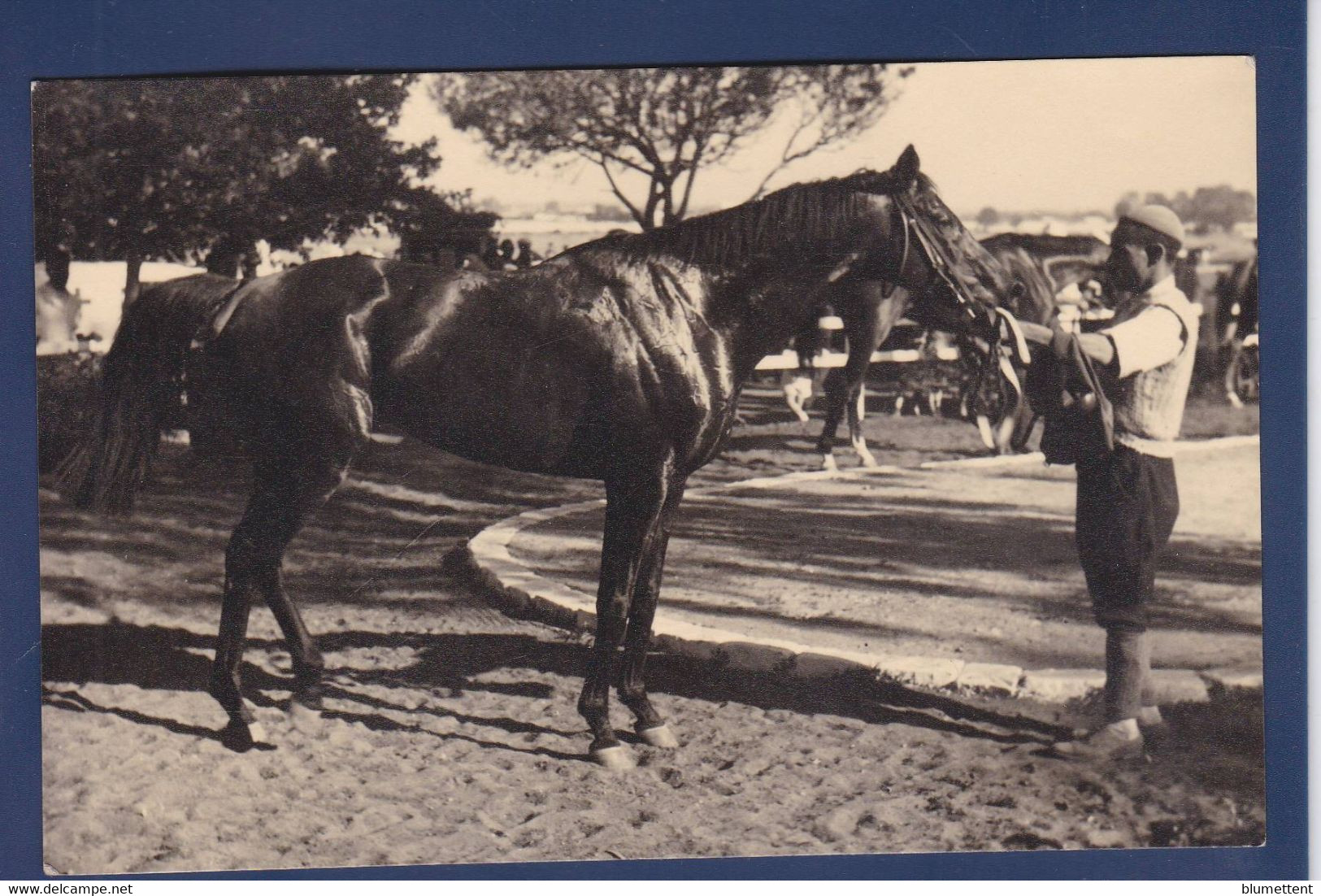 CPA Cheval Horse Carte Photo Voir Dos - Horses