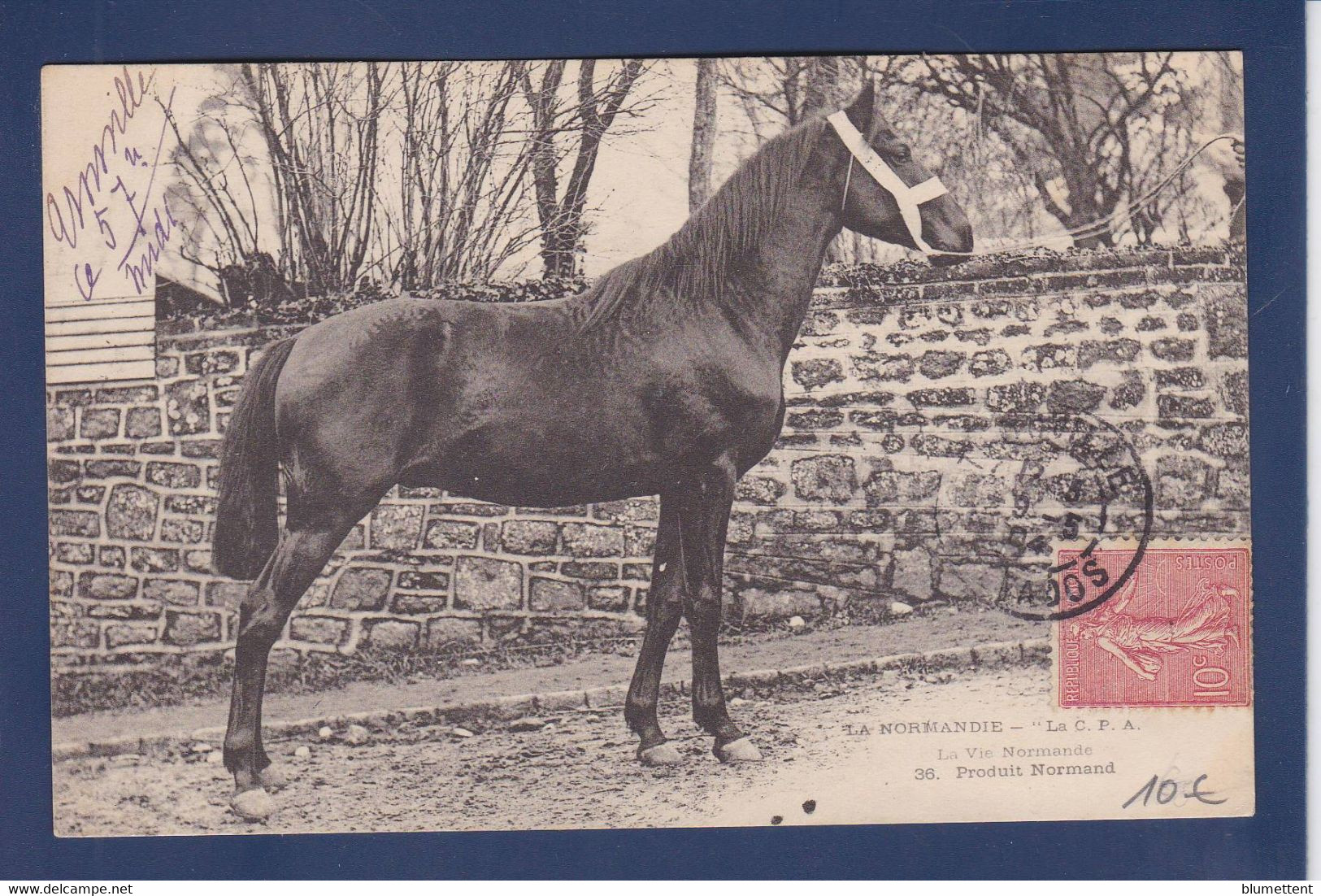 CPA Cheval Horse Circulé Normandie - Paarden