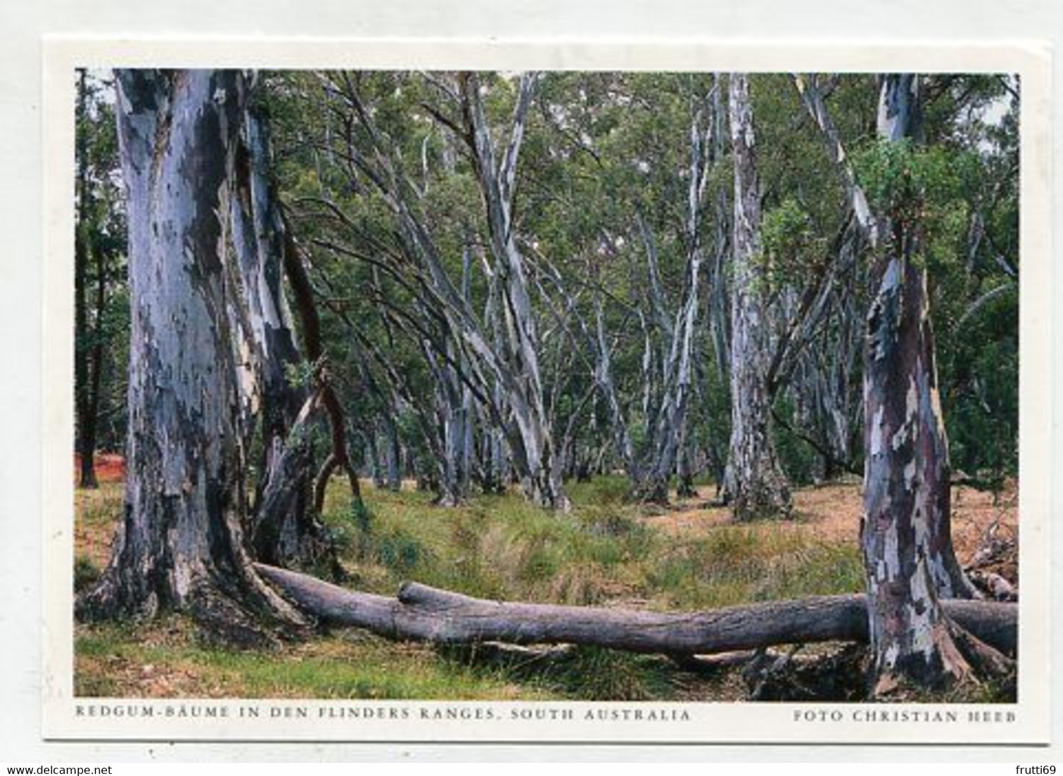 AK 06561 AUSTRALIA -  South Australia - Flinders Range - Redgum-Bäume - Flinders Ranges