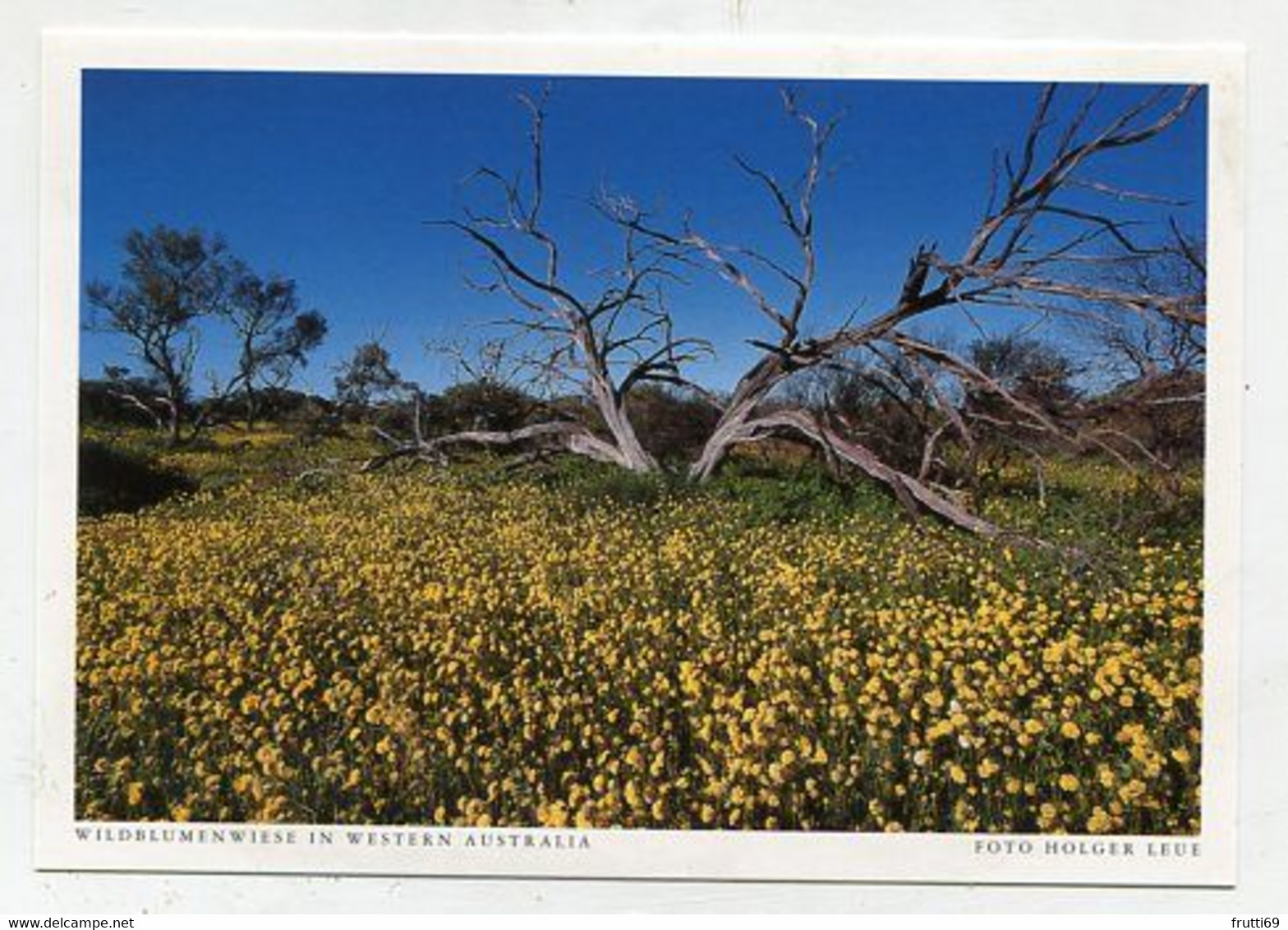 AK 06675 AUSTRALIA - Western Australia - Wildblumenwiese - Sonstige & Ohne Zuordnung