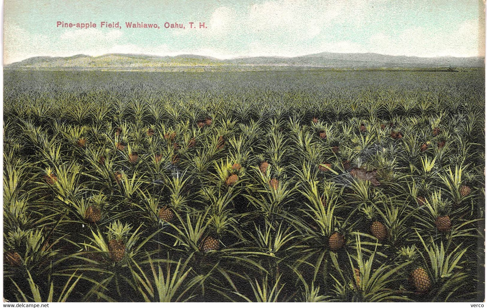 Carte POSTALE  Ancienne  De  HAWAII - OAHU / Pine Apple Field - Oahu