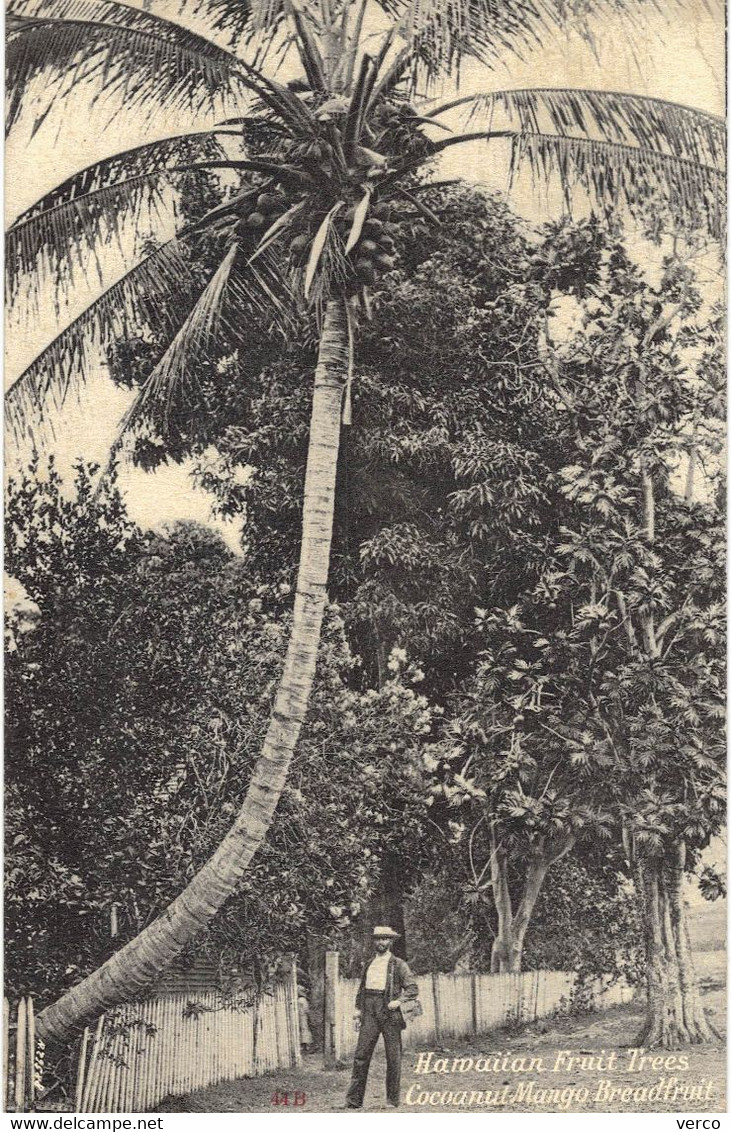Carte POSTALE  Ancienne  De  HAWAII - Cocoanut Mango Breadfruit - Oahu