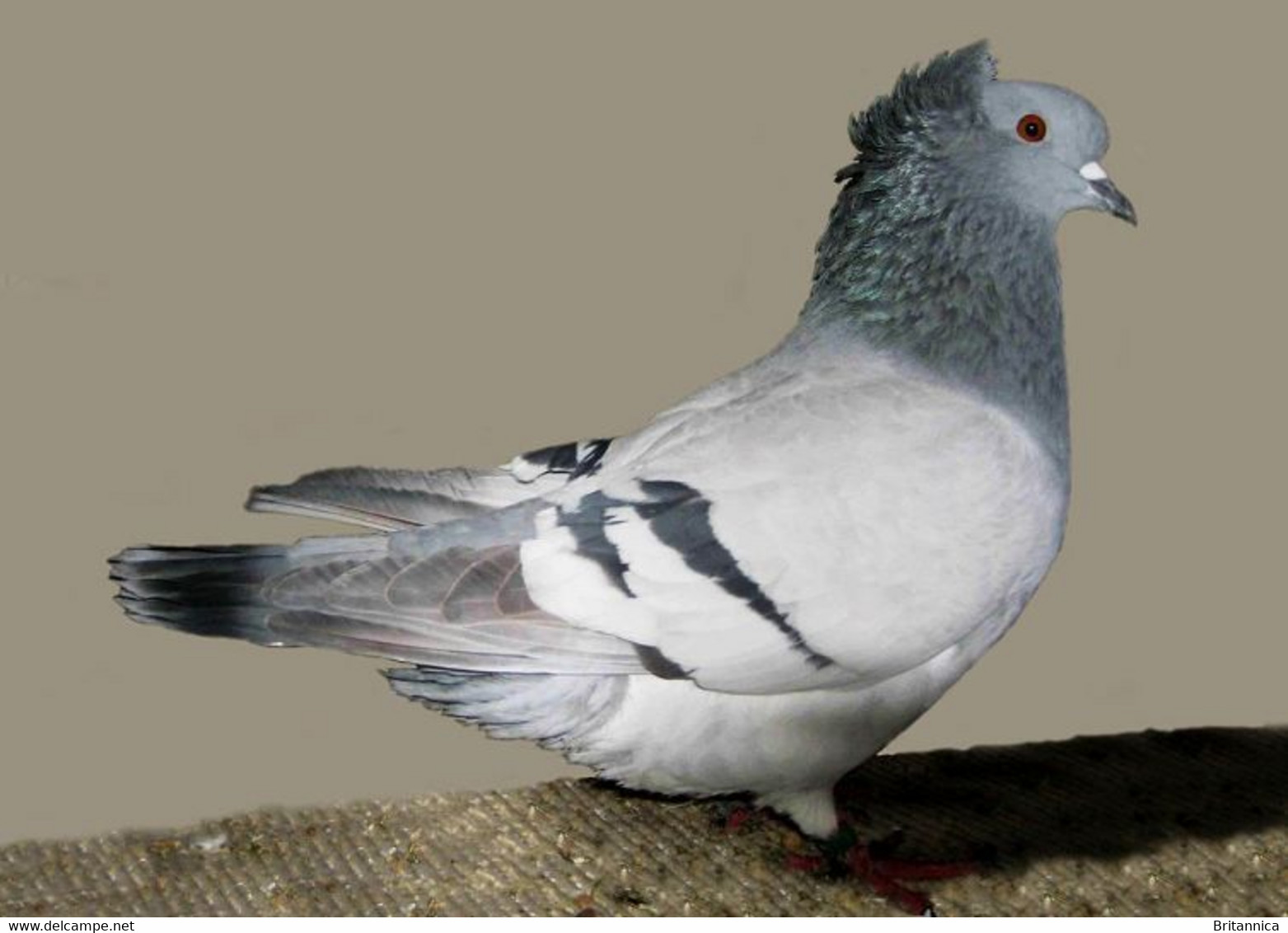 Carte Postale, Oiseaux, Pigeons Breeds Encyclopedia, Crested Soultz - Birds