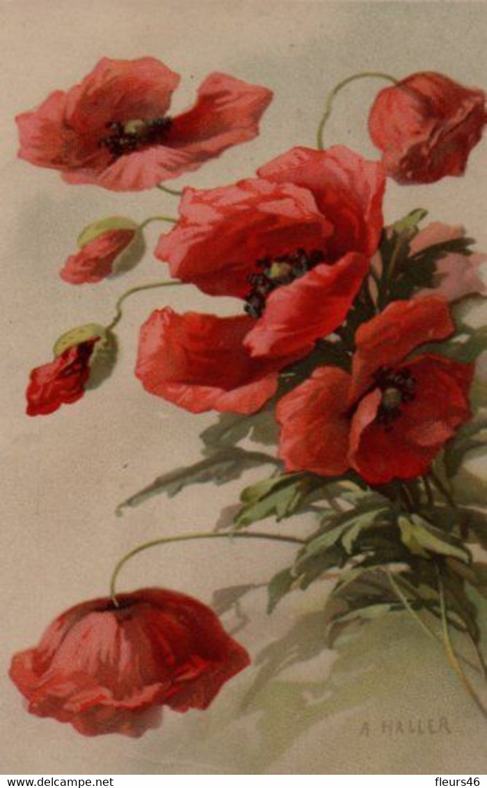 Belle CARTE MB Signée A. HALLER : Coquelicots - Haller, A.