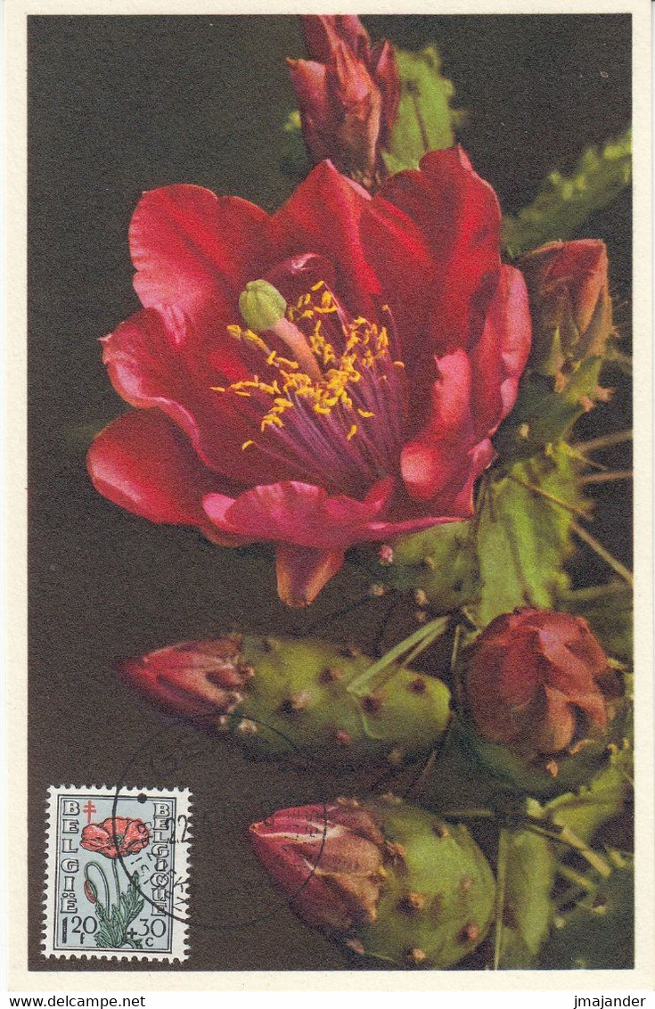 Belgium 1950 - The Struggle Against Tuberculosis: Flowering Plants: Berger's Prickly Pear - Maximum Card 22.4.1950 - 1934-1951