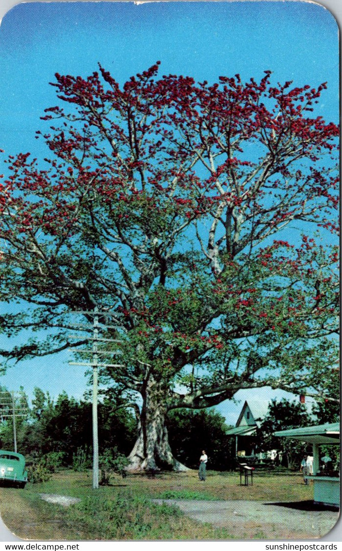 Florida Clearwater Famous Kapok Tree On Haines Road 1951 - Clearwater