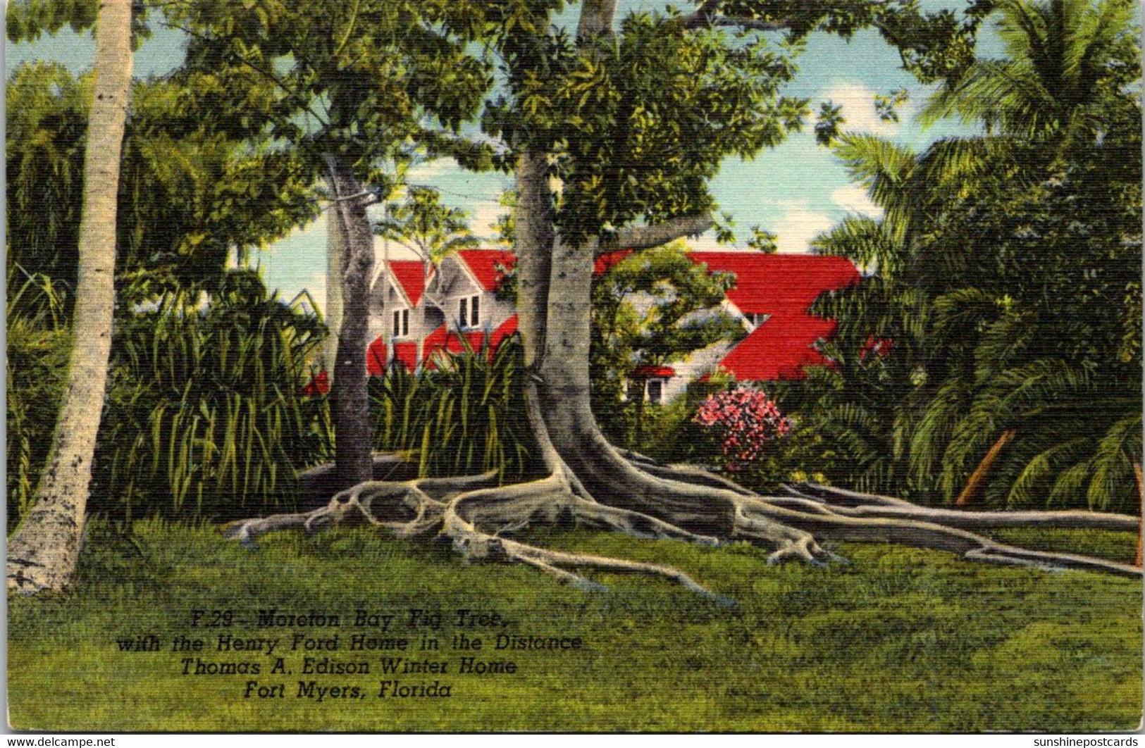 Florida Fort Myers Edison Winter Home Mazelton Bay Fig Tree Curteich - Fort Myers