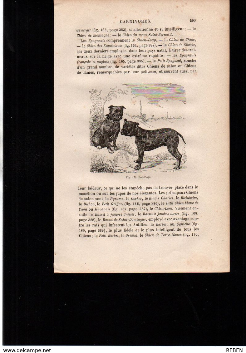 Gravure In-texte Année 1873 Faune Mammifères Chien Bull Dogs Bouledogue - Estampas & Grabados