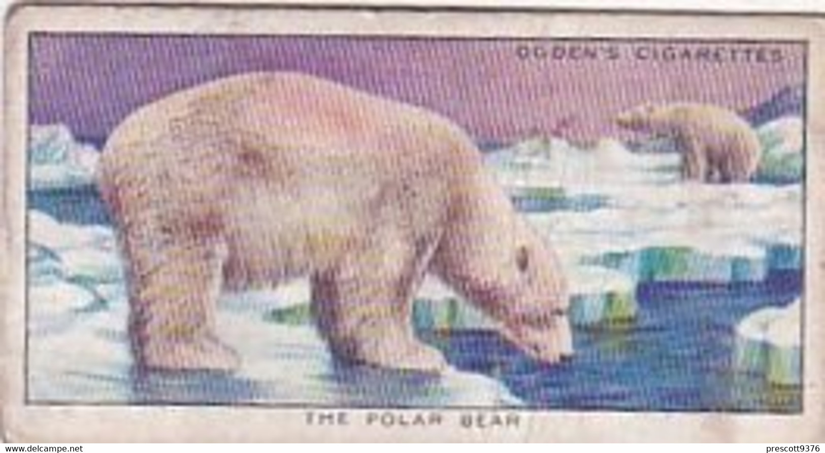 14 Polar Bear  - Colour In Nature - Ogdens  Cigarette Card - Original - Wildlife - Ogden's