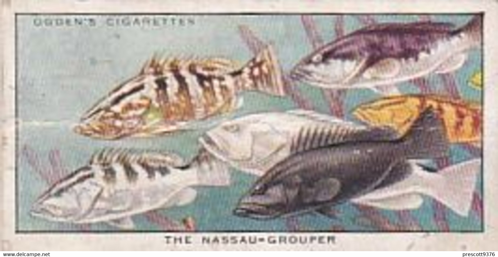 41 Nassau Grouper Fish    - Colour In Nature - Ogdens  Cigarette Card - Original - Wildlife - Ogden's