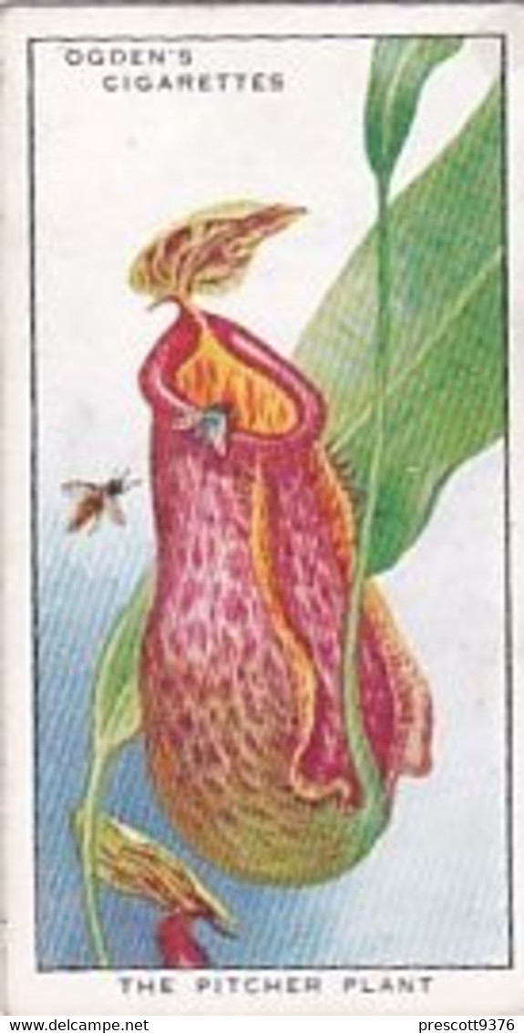 22 Pitcher Plant  - Colour In Nature - Ogdens  Cigarette Card - Original - Wildlife - Plant-Life - Ogden's