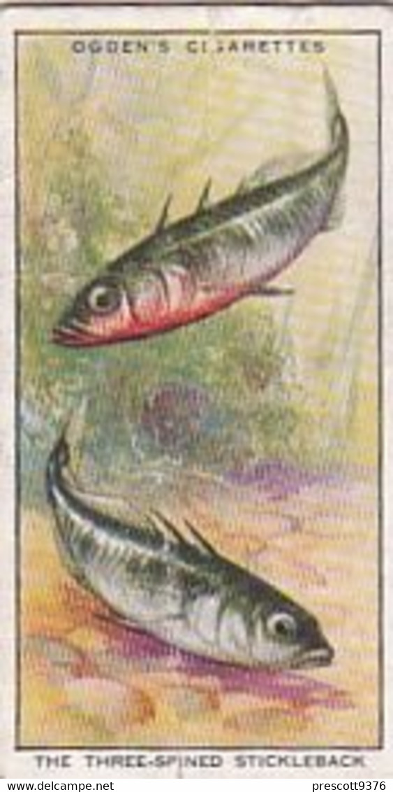 Three Spinned Stickleback  - Colour In Nature - Ogdens  Cigarette Card - Original - Wildlife - Plant-Life - Ogden's