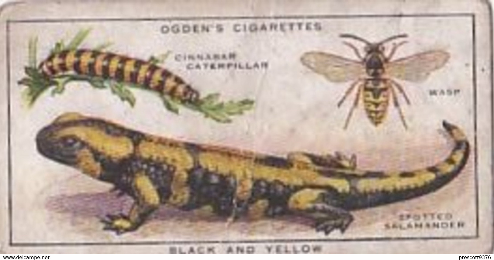 27 Wasp, Lizard  - Colour In Nature - Ogdens  Cigarette Card - Original - Wildlife - Plant-Life - Ogden's