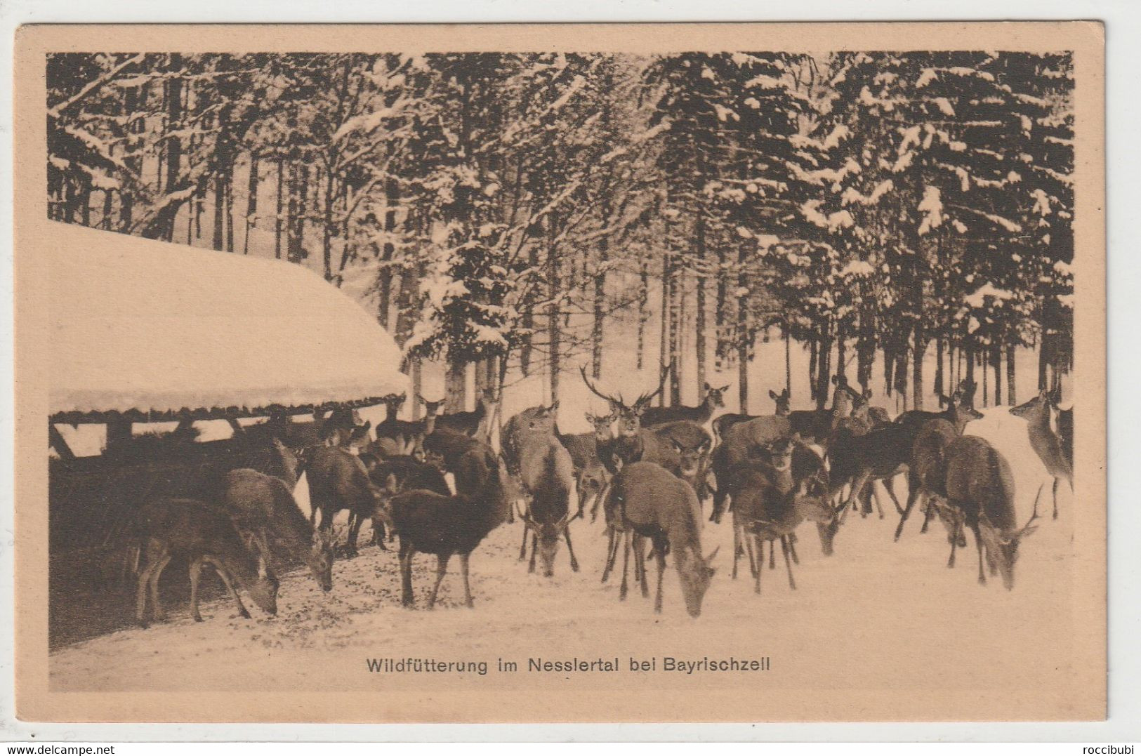 Wildfütterung Im Nesslertal Bei Bayrischzell - Miesbach