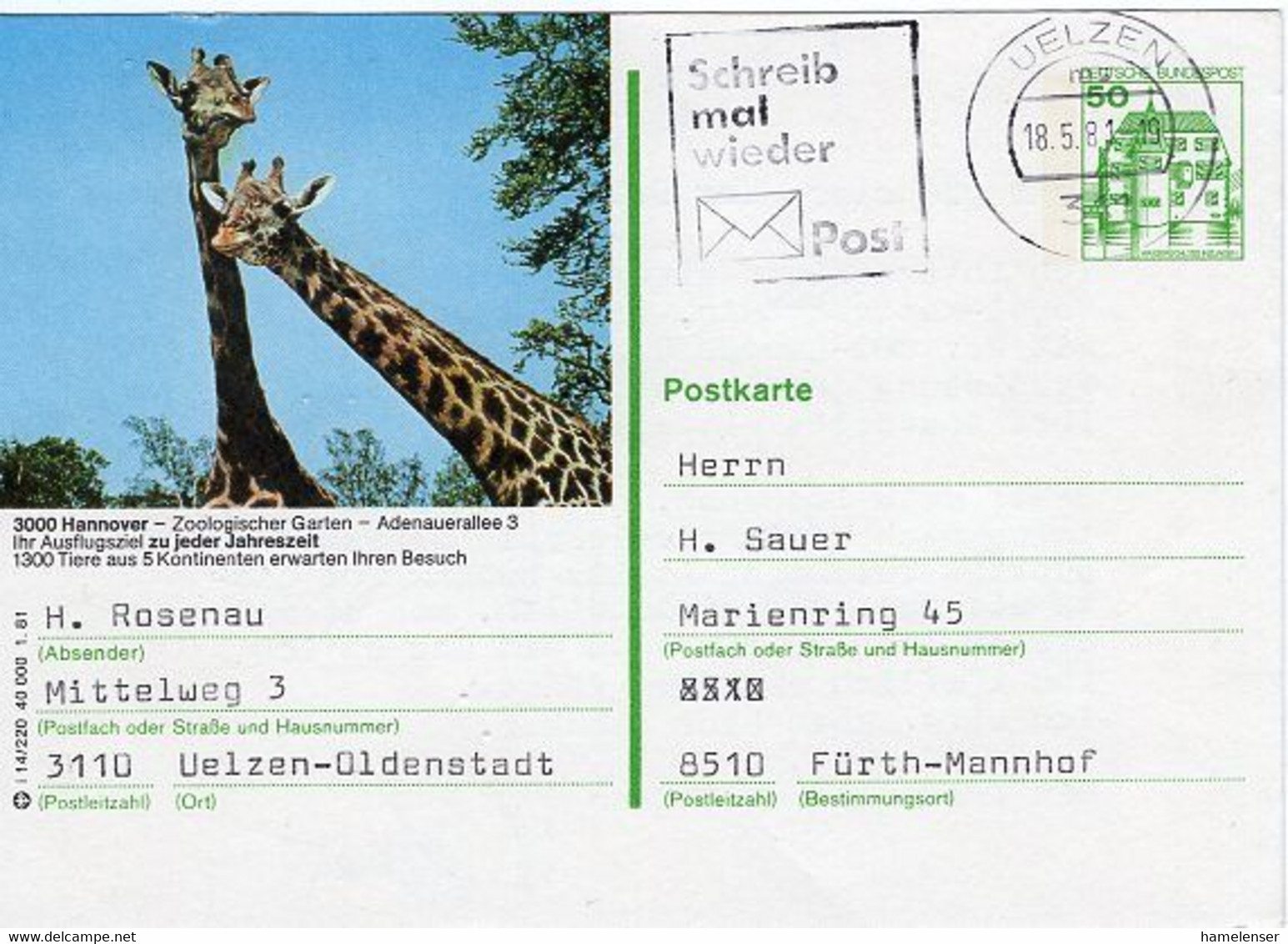 49717 - Bund - 1981 - 50Pfg. B&S Bild-GA-Kte. "Giraffen" / "Zoo Hannover" UELZEN -> Fuerth - Giraffes