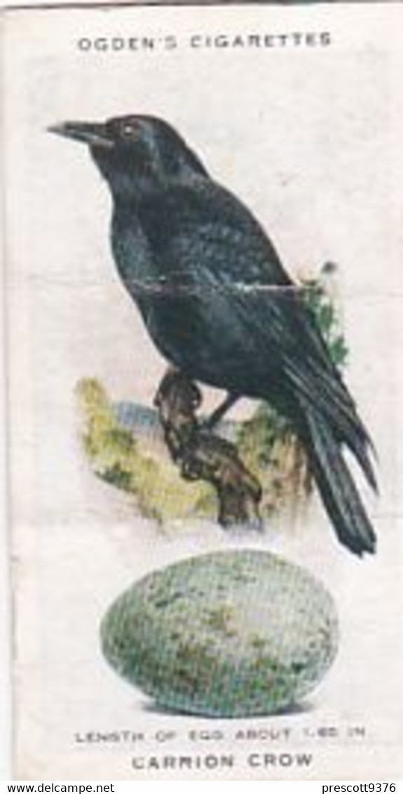 British Birds & Their Eggs 1939  - 5 Carrion Crow - Ogden's  Cigarette Card - Original - Wildlife - Ogden's