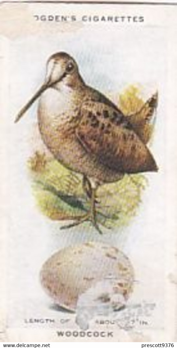 British Birds & Their Eggs 1939  - 48 Woodcock - Ogden's  Cigarette Card - Original - Wildlife - Ogden's