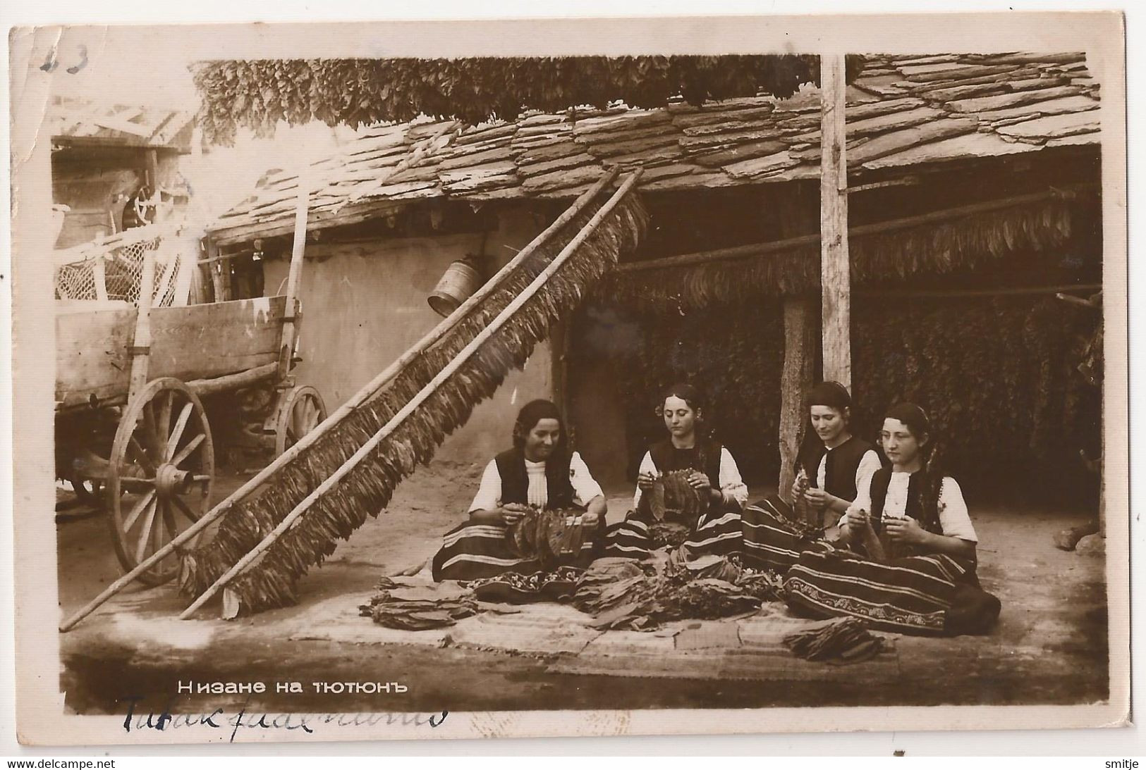 GORNA ORYAHOVITSA  Gorna Orjachovitsa PHOTO POSTCARD 1947-  DRYING TOBACCO PLANTS ?- BULGARIA BULGARIE - Bulgaria