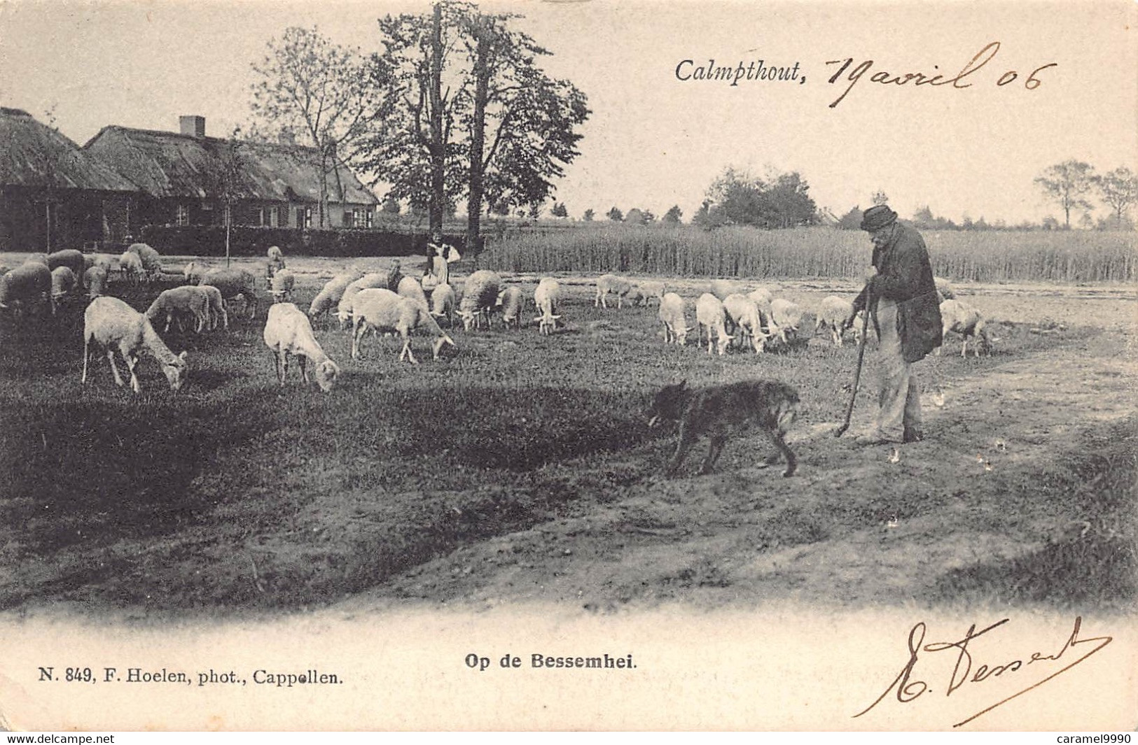 Kalmthout Antwerpen Calmpthout   19 April 1906   Op De Bessemhei  Schapen Met Herder En Hond Anvers   M 7638 - Kalmthout