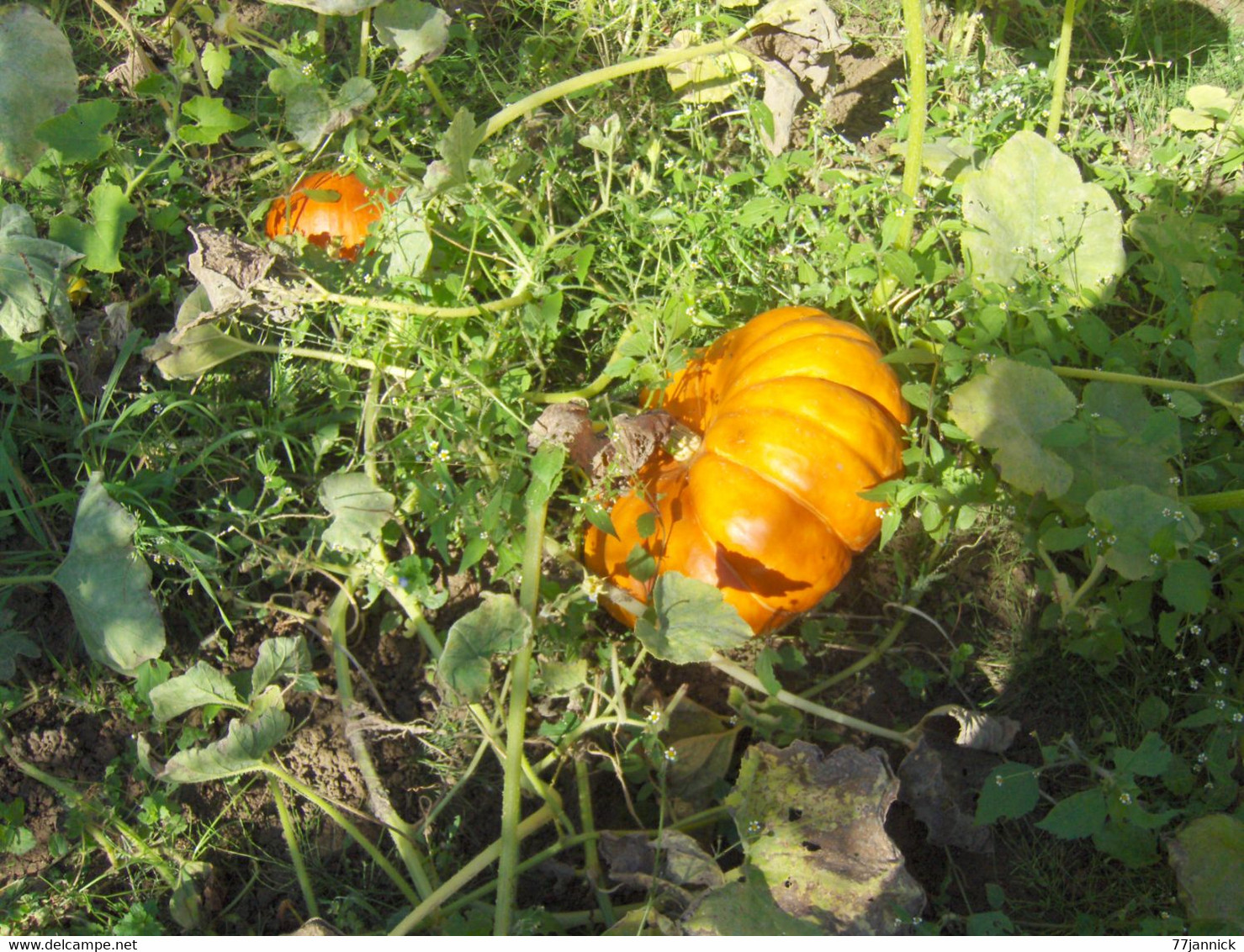 20 GRAINES DE POTIRON ROUGE D'ETAMPES  BIO - Andere & Zonder Classificatie