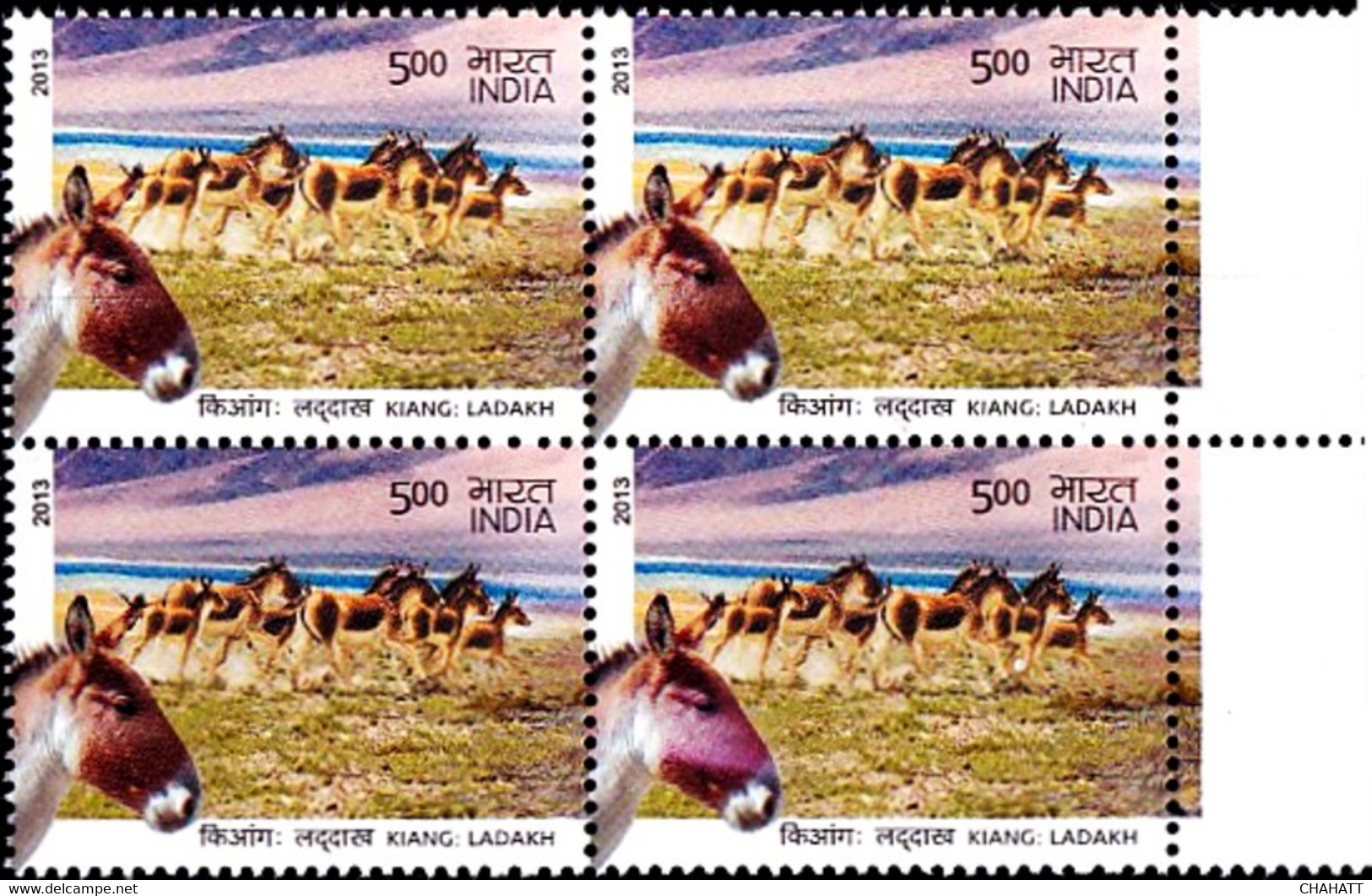 DONKEYS- ASS OF KUTCH-INDIA BLOCK OF 4- 500p- ERROR-VARIETY- MNH- INDIA-2013-MNH-B3-1047 - Donkeys