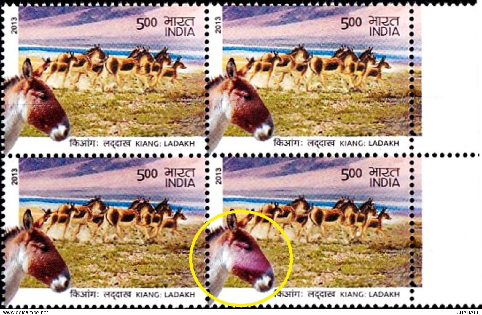 DONKEYS- ASS OF KUTCH-INDIA BLOCK OF 4- 500p- ERROR-VARIETY- MNH- INDIA-2013-MNH-B3-1047 - Donkeys