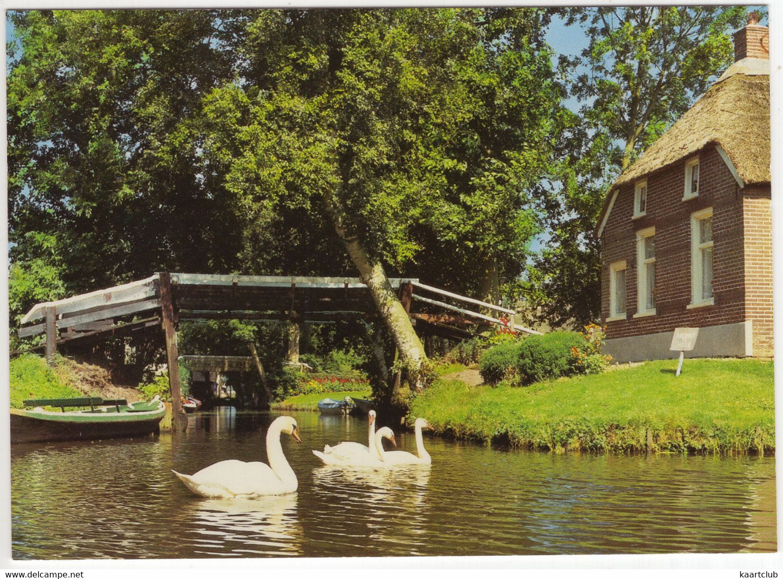 Giethoorn, Uniek Europees Waterdorp - (Ov., Nederland / Holland) - Zwanen / Cygnus / Swans - Giethoorn