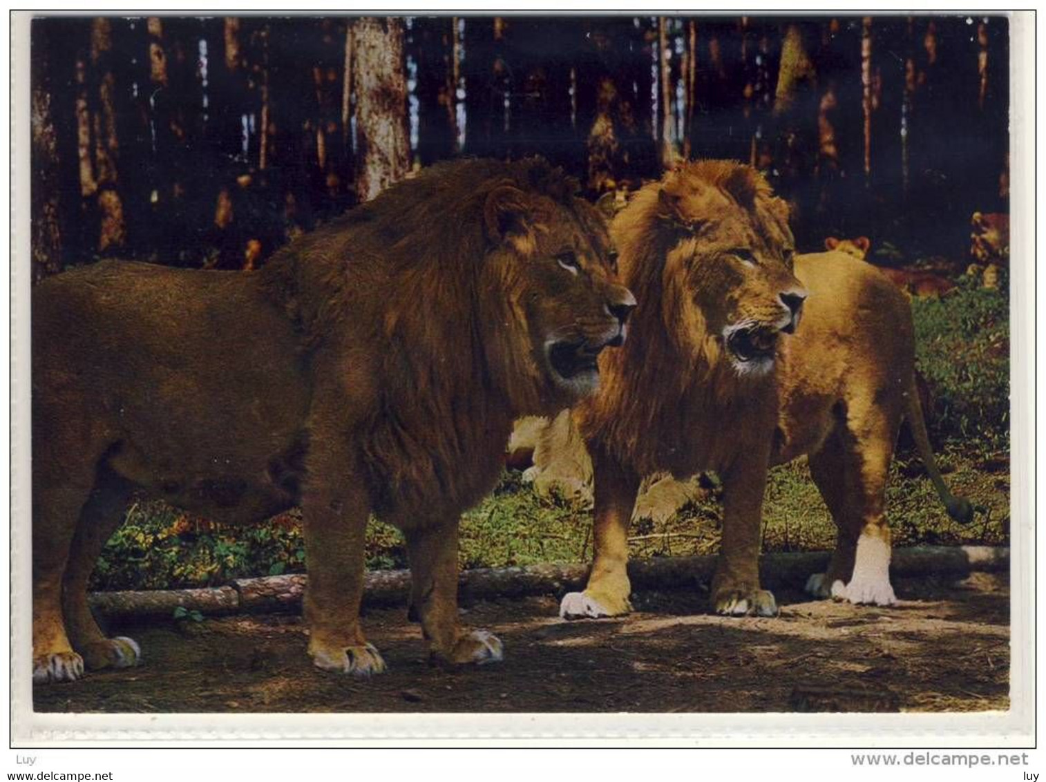 LÖWEN, LION - Im Auto-Safaripark GÄNSERNDORF Tierpark   Austria,  N.Ö. - Gänserndorf