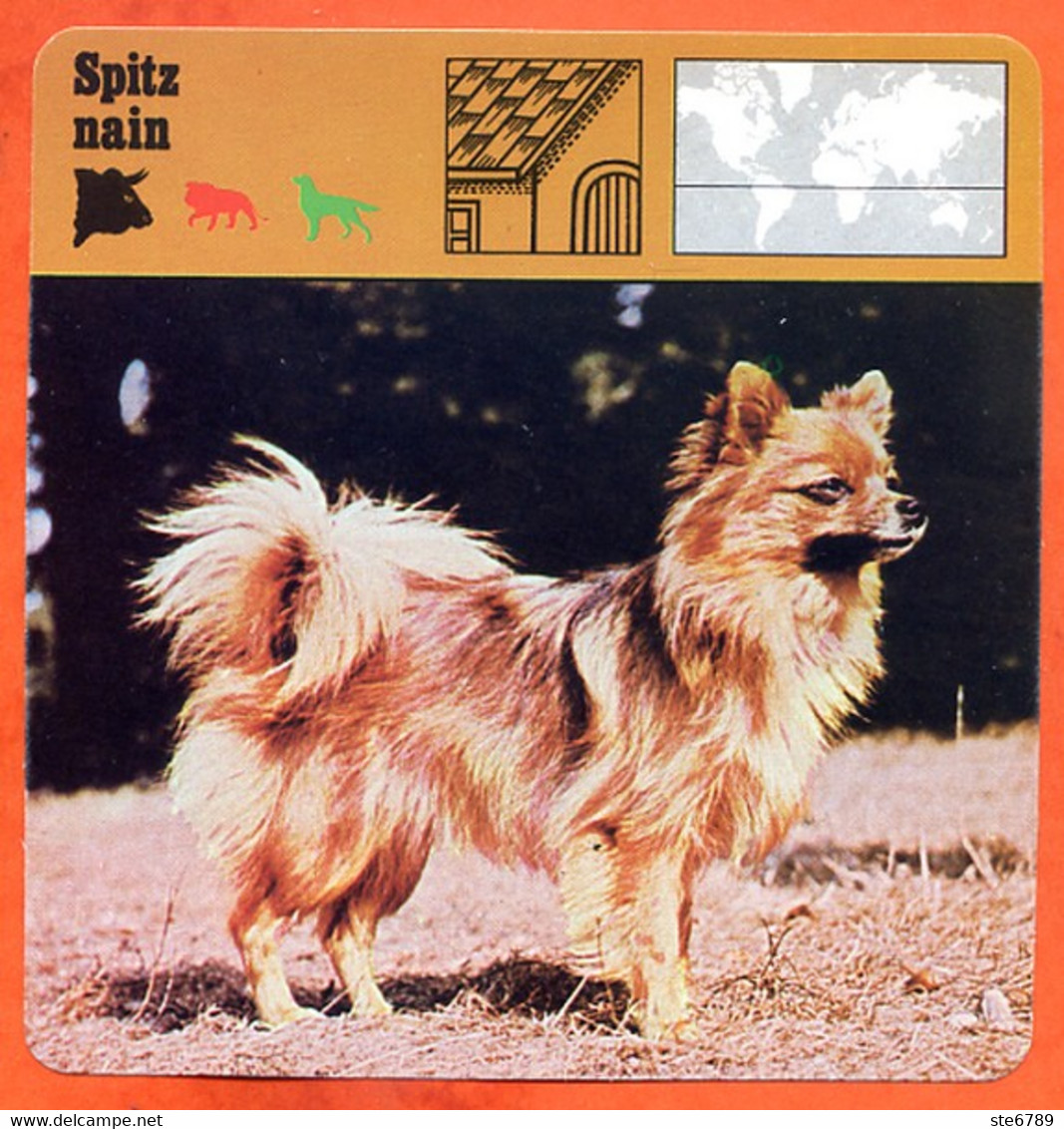 SPITZ NAIN Chien  Animaux Animal Fiche Illustree Documentée - Animaux