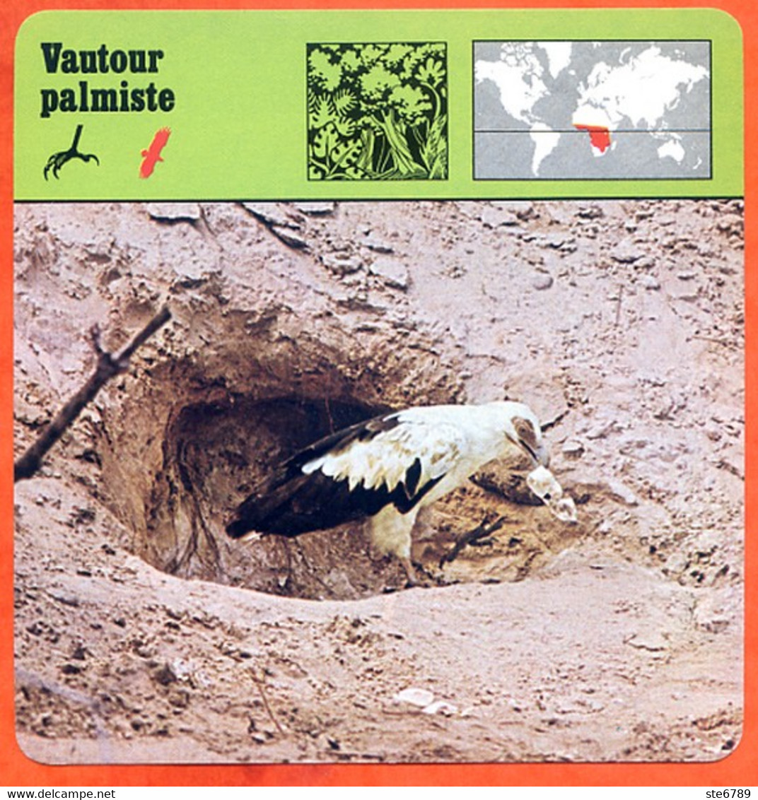 VAUTOUR PALMISTE Oiseau Rapace Oiseaux Animaux Animal Fiche Illustree Documentée - Animaux