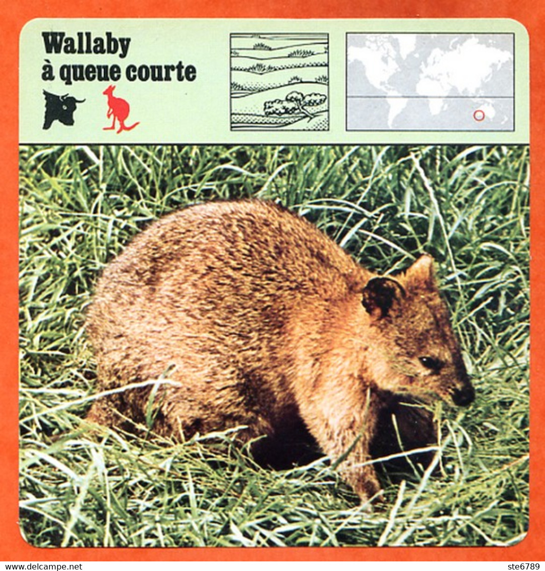 WALLABY A QUEUE COURTE  Animaux Animal Fiche Illustree Documentée - Animaux