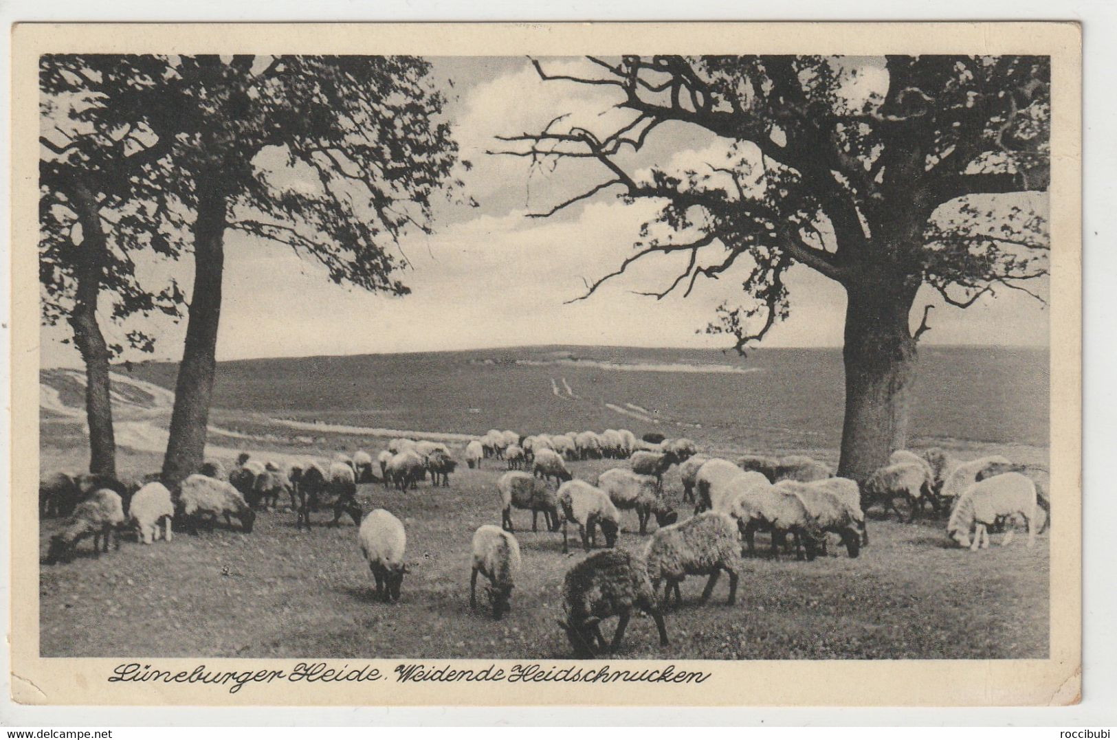 Lüneburger Heide, Heidschnucken In Höpen Bei Schneverdingen - Lüneburger Heide