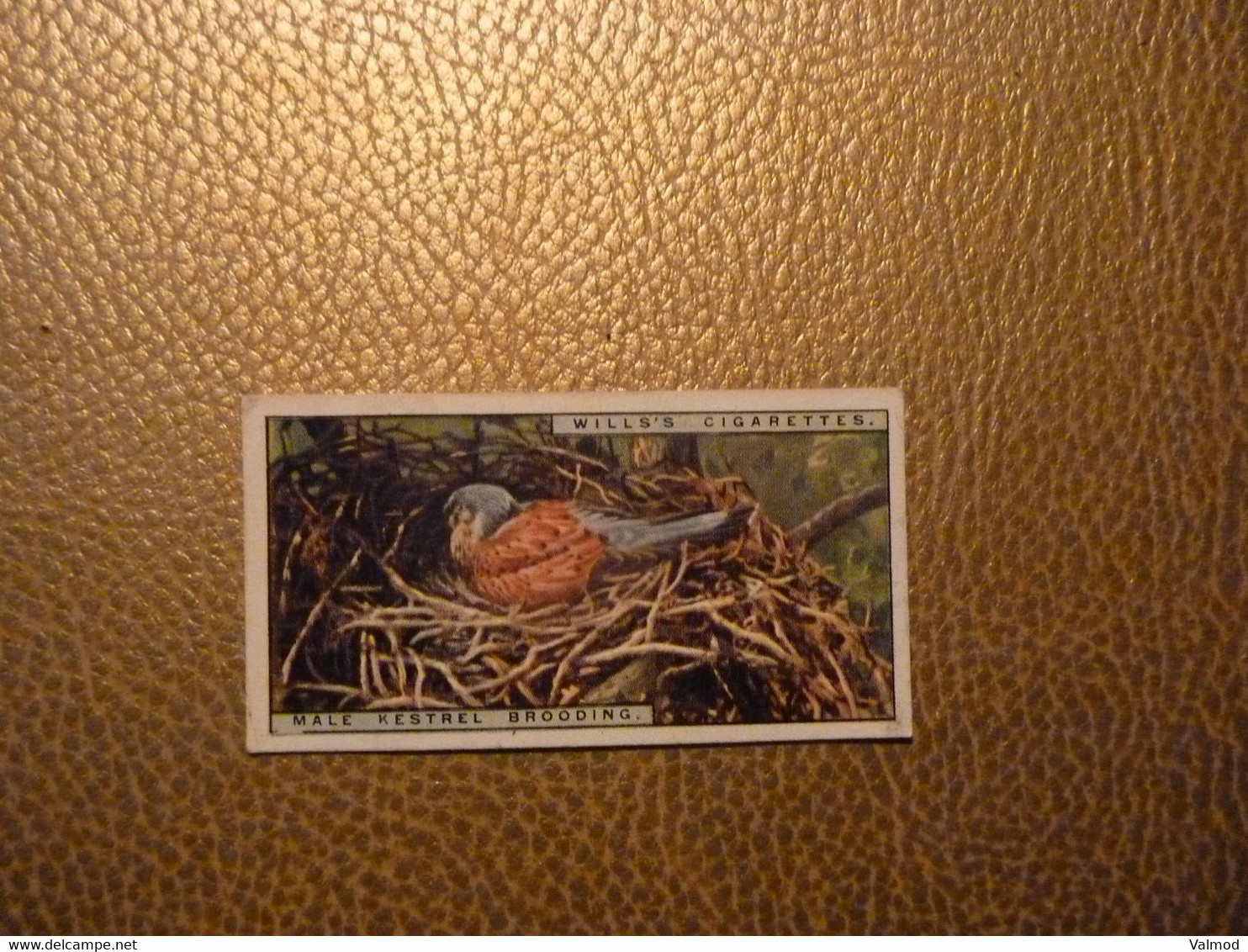Lot de 34 Chromos Will's Cigarettes - Life in the Tree Tops  (Voir Photos) - Format 3,5 cm x 6,5 cm environ.
