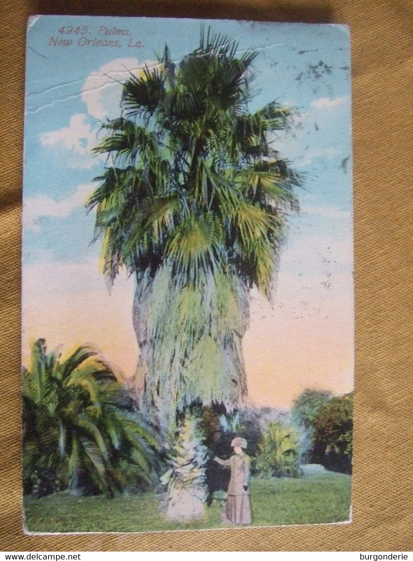 PALMS / JOLIE CARTE ANIMEE / 1911 - New Orleans