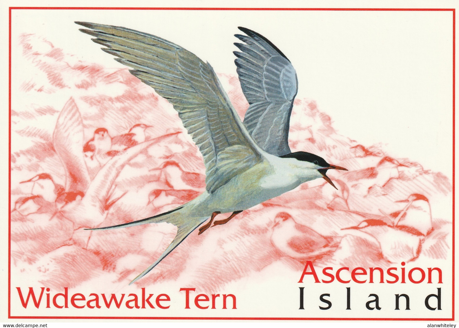 ASCENSION ISLAND 2001 Tourism: Set Of 10 Postcards MINT/UNUSED - Ascension (Insel)