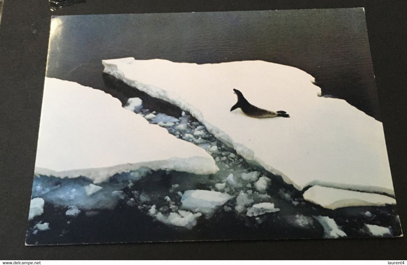 (1 B 31 A)  British Antartcic Terrirory - Posted To Australia 1983 From SIGNY - Crabeater Seal - Usados