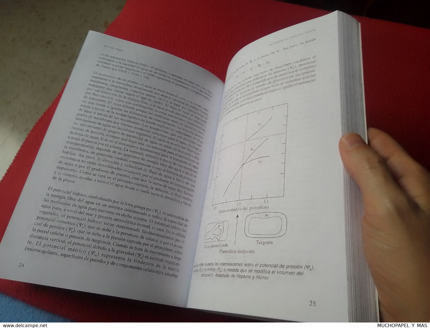 LIBRO RESÚMENES DE FISIOLOGÍA VEGETAL MANUEL PINEDA SERVICIO DE PUBLICACIONES UNIVERSIDAD CÓRDOBA..SPAIN ESPAGNE SPANIEN - Ciencias, Manuales, Oficios