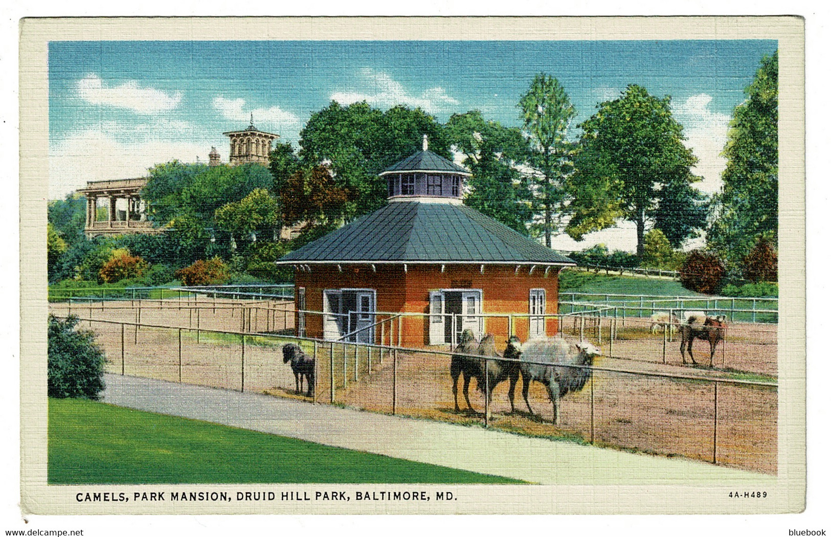 Ref 1497 - Early Postcard - Camels & Park Mansion - Druid Hill Park Baltimore Maryland USA - Baltimore